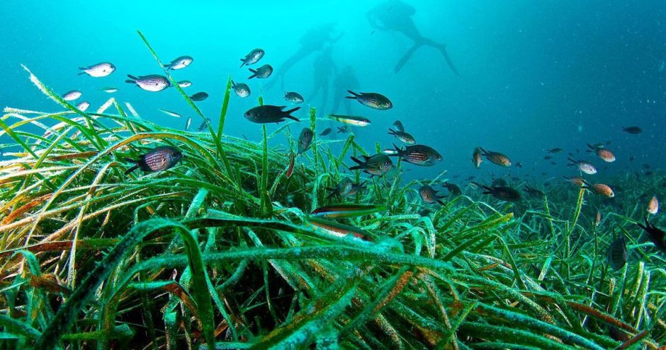 La Posidonia: el secreto submarino que mantiene Ibiza tan mágica
