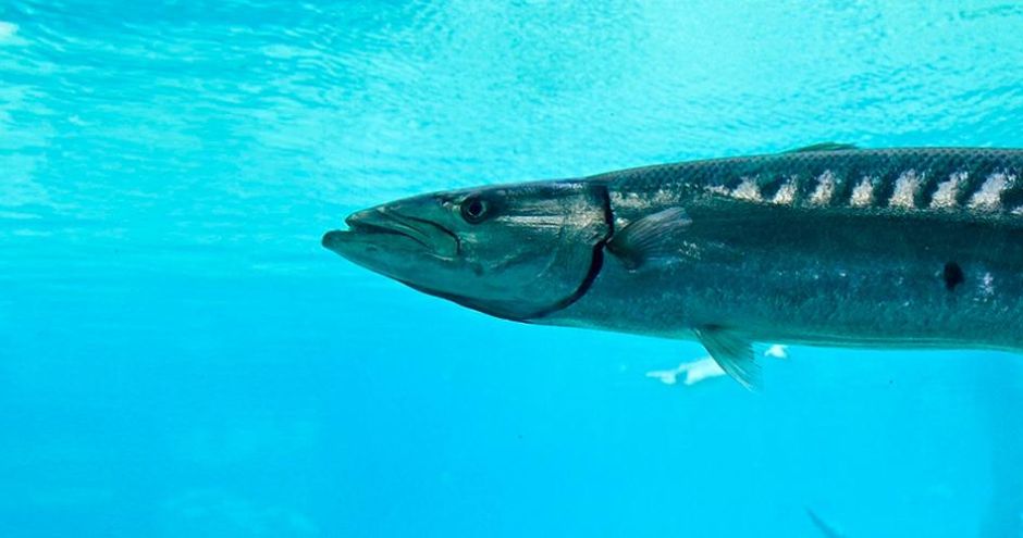 Peces en Ibiza, para amantes del buceo y la pesca en la isla