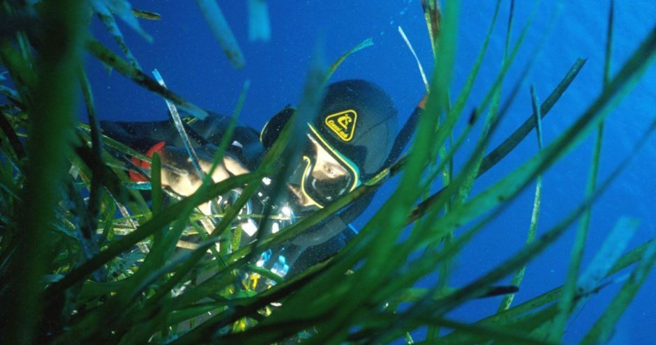 La importancia de la posidonia y del fondeo responsable