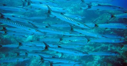 Snorkel en Ibiza y Formentera